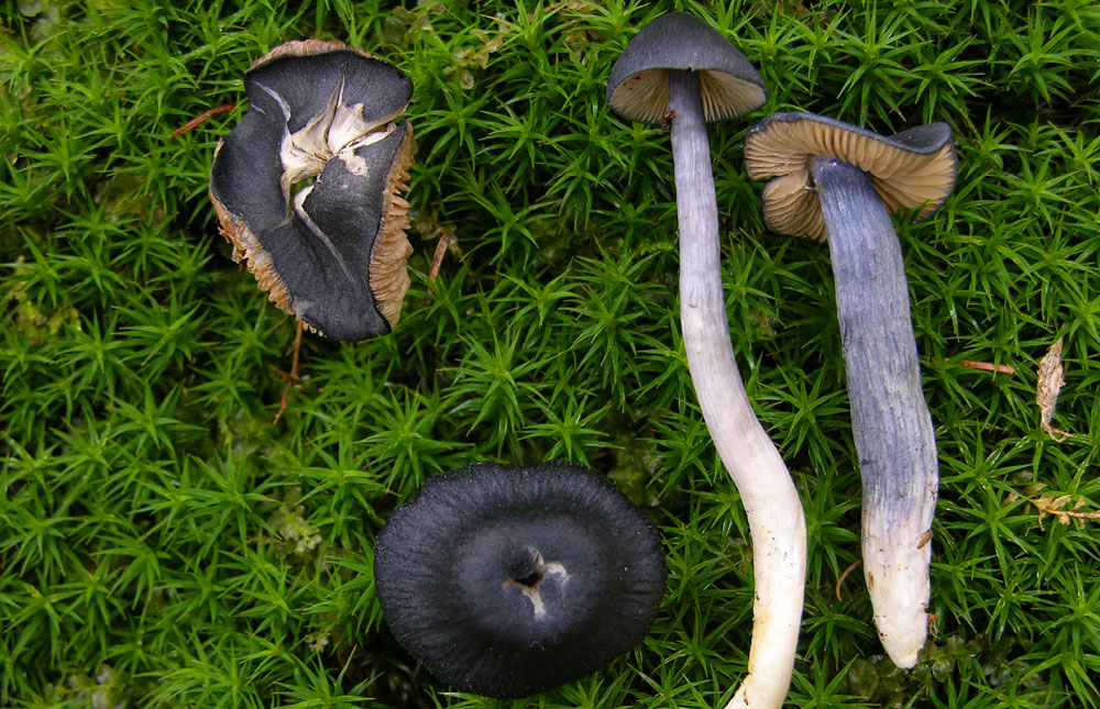 Svuotando l''archivio 2009....3� e ultima parte.